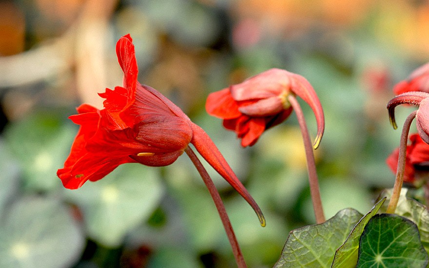 Kapuzinerkresse 'Red Wonder' (Pflanze)