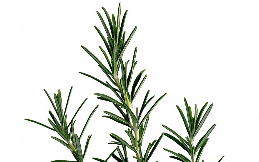 Rosmarin 'Hill Hardy' (Pflanze)