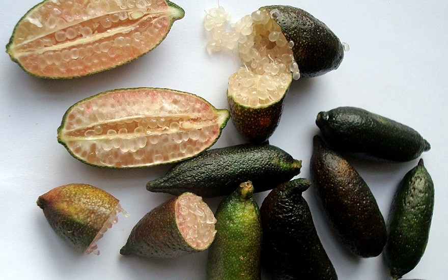 Australische Fingerlimette (Pflanze)
