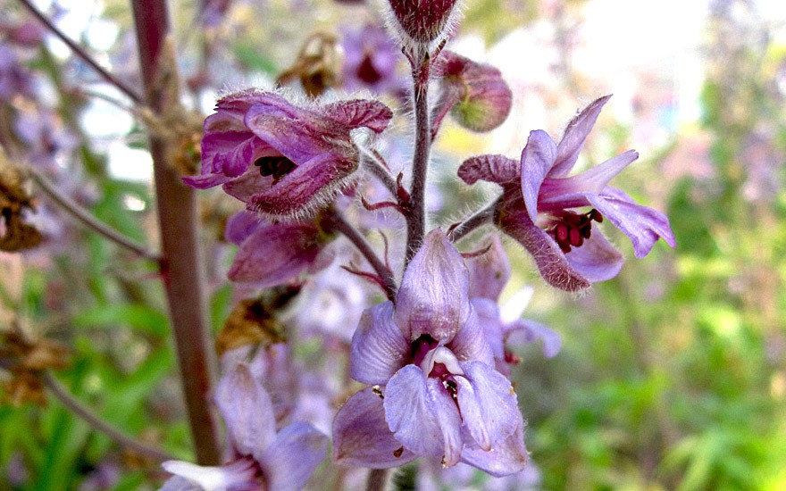 Staphisagria, Stephanskraut (Pflanze)