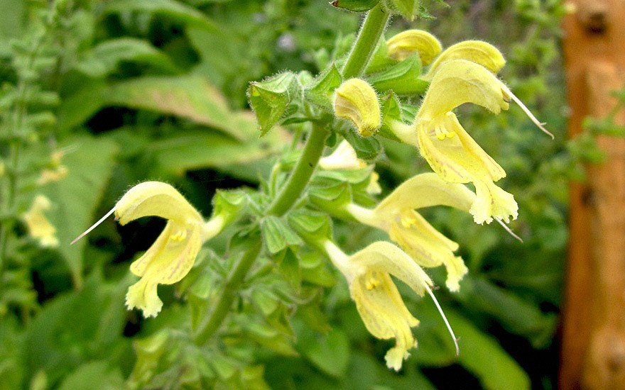 Gelber Salbei (Pflanze)