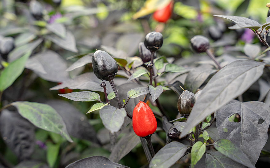 Chili &#039;Peruvian Purple&#039; (Saatgut)