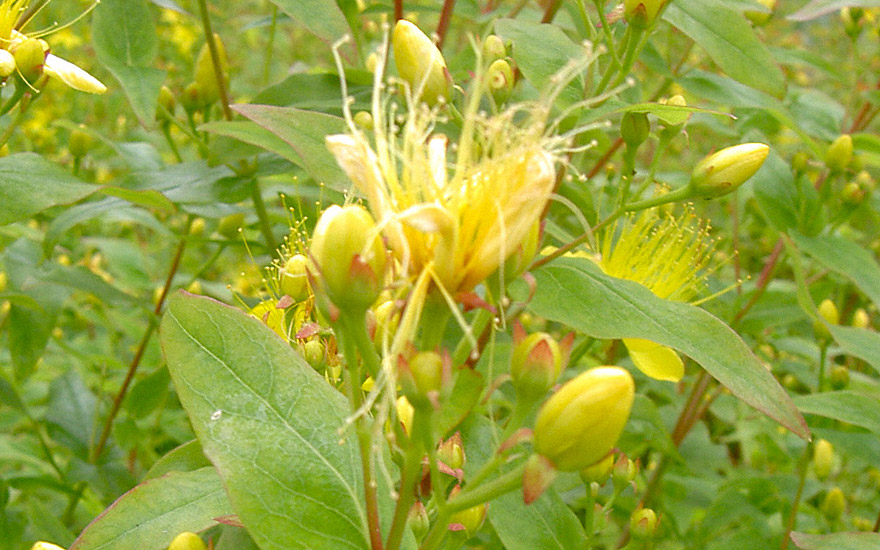 Johanniskraut, zitronenduftend (Saatgut)