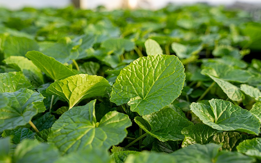 Wasabi 'Mephisto Green' (Pflanze)