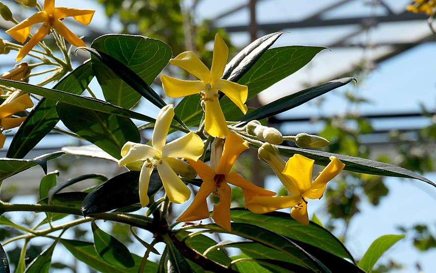 Australische Frangipani (Saatgut)