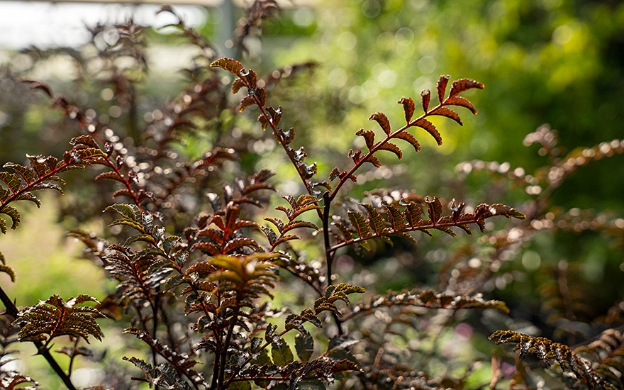 Sansho 'Purple Leaf' (Pflanze)
