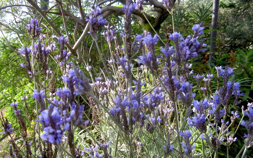 Kanarischer Lavendel (Pflanze)