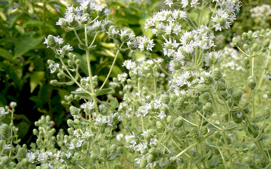 Ragani (Kreta-Oregano) (Pflanze)