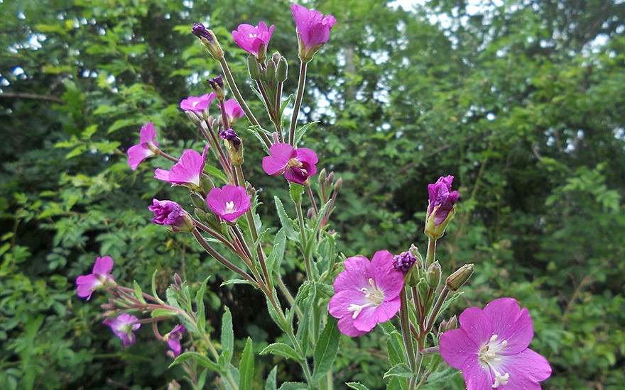 Zottiges Weidenröschen (Pflanze)
