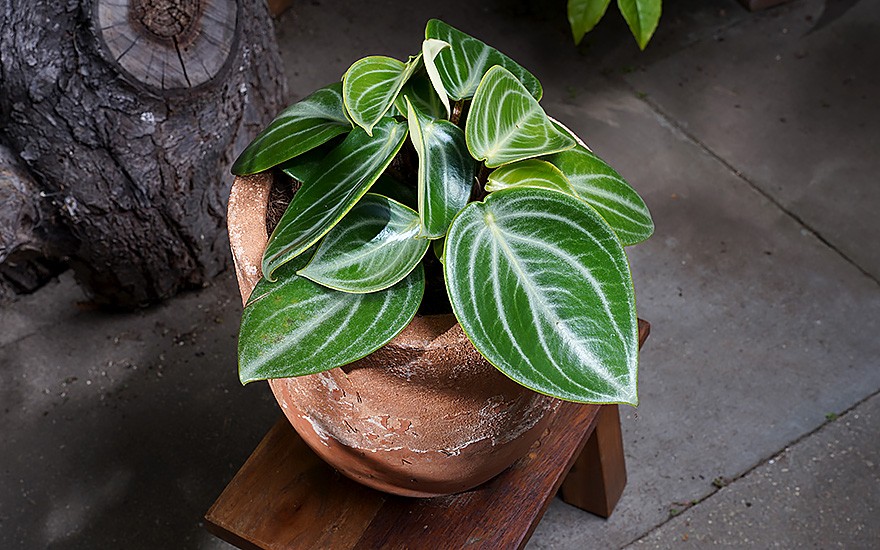 Cilantro-Peperomie, Tequelite (Pflanze)