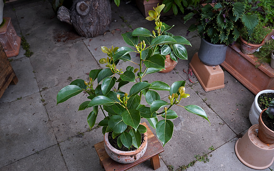 Kampferbaum (Pflanze)