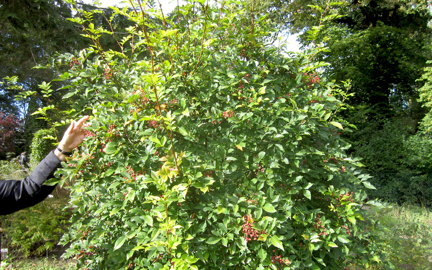 Szechuan Pfeffer (Pflanze)