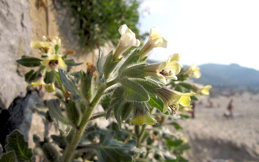 Schwarzes Bilsenkraut (Saatgut)