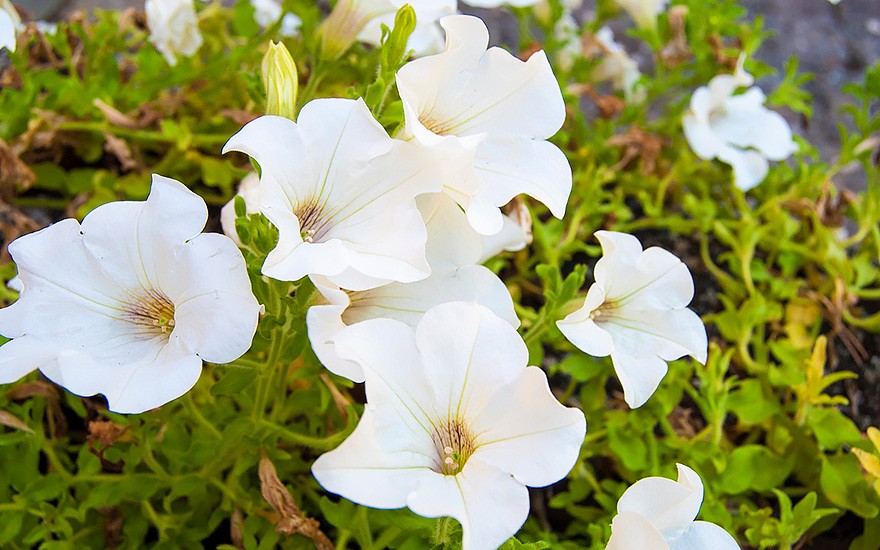 Duft-Petunie Littletunia® 'White Grace' (Pflanze)