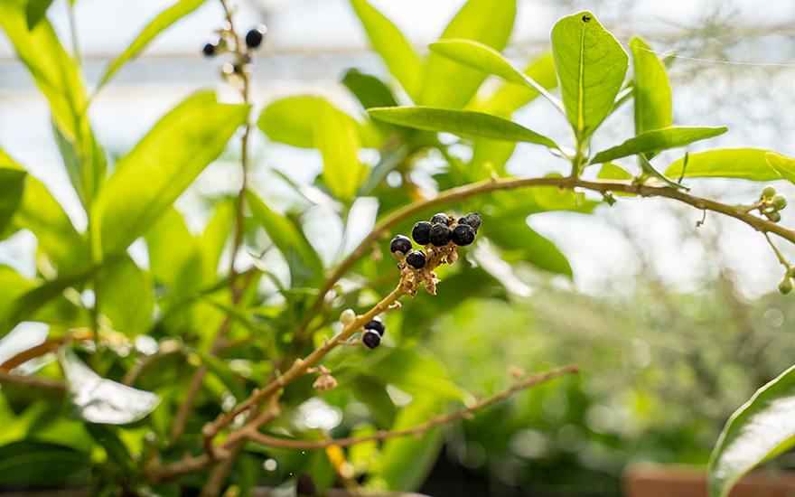 Schokoladen-Jasmin (Pflanze)