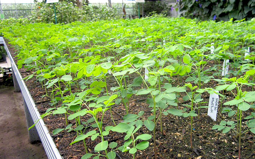 Asiatische Moringa (Saatgut)