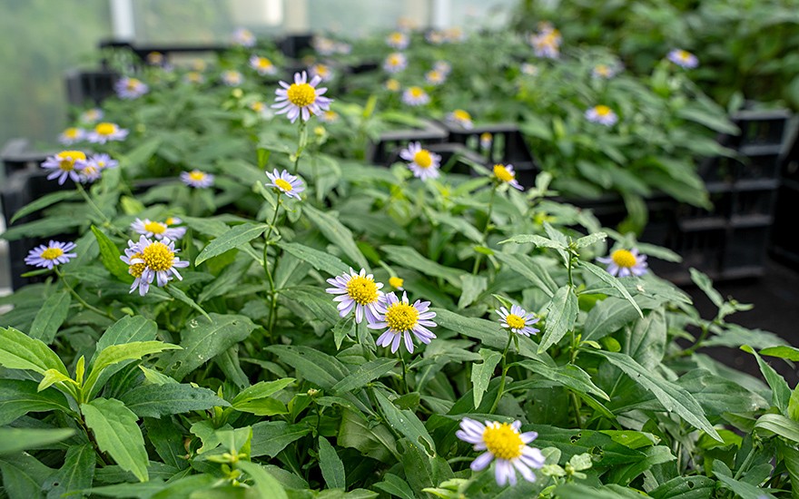 Indische Schönaster, Malantou (Pflanze)