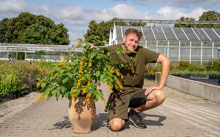 Goldgelber Hammerstrauch (Pflanze)