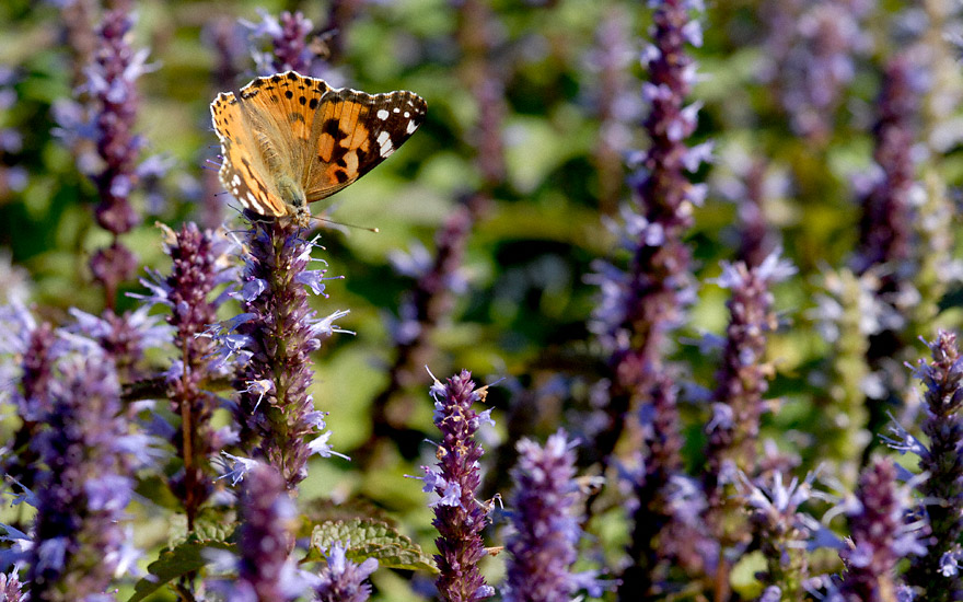 Agastache 'Korean Zest' (Saatgut)