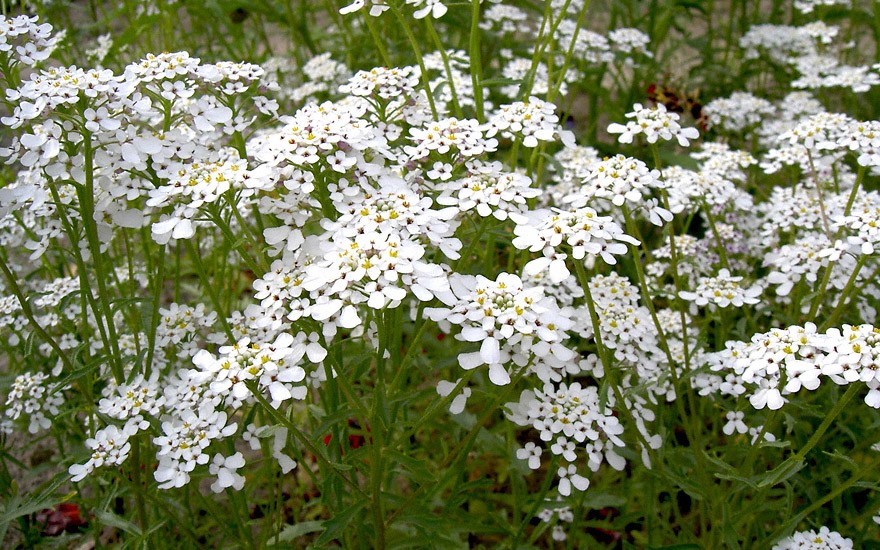 Bittere Schleifenblume (Saatgut)