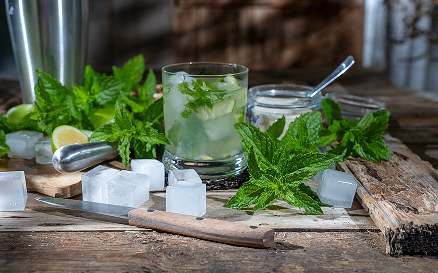 Mojito-Minze (Pflanze)