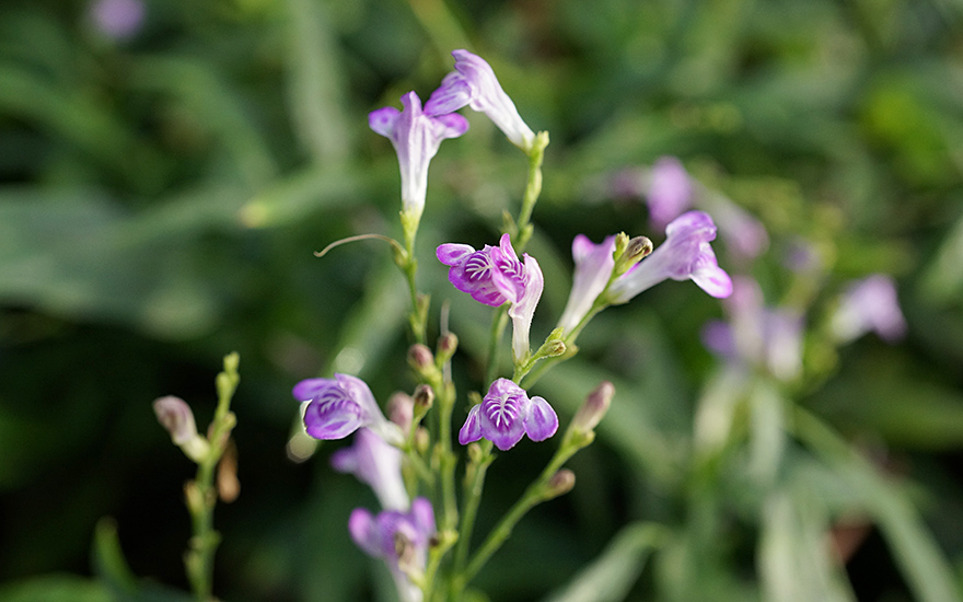 Justicia 'Puerto Rico' (Pflanze)