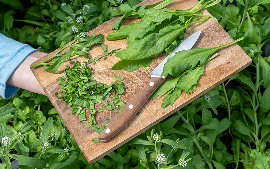 Gartenkresse, großblättrig (Saatgut)