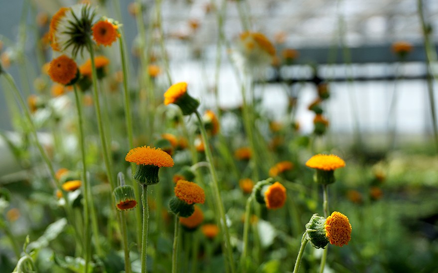 Embiribiri (Pflanze)