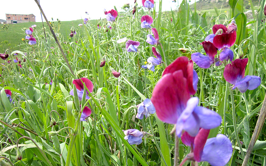 Auf einer Wiese in Sizilien