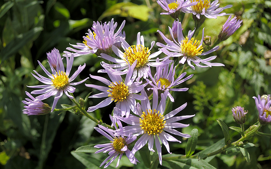 Tatarische Aster (Zi Wan) (Pflanze)