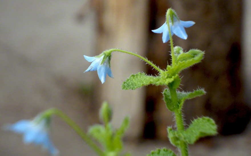 Ausdauernder Borretsch (Pflanze)