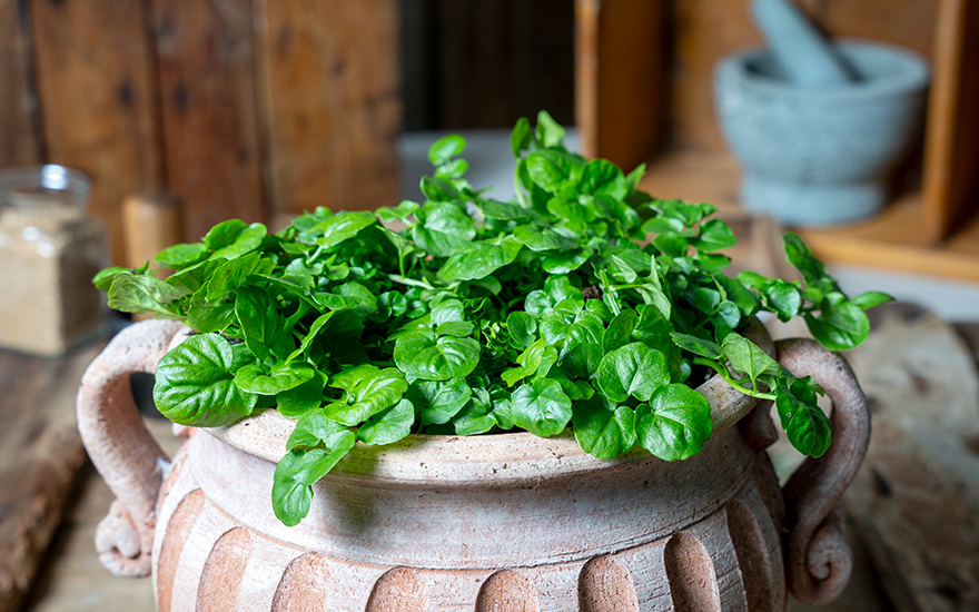 Brunnenkresse, kleinblättrig (Pflanze)