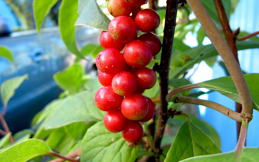 Schisandra (Pflanze)