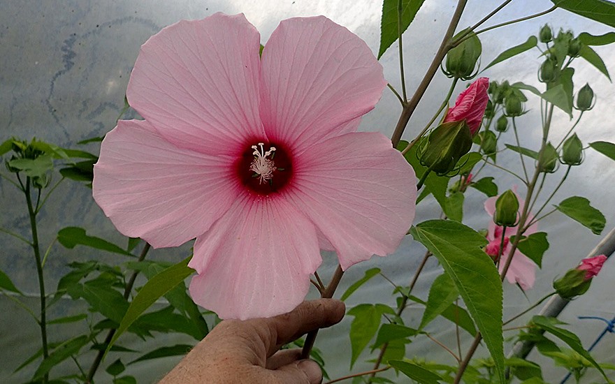 Roseneibisch (Pflanze)