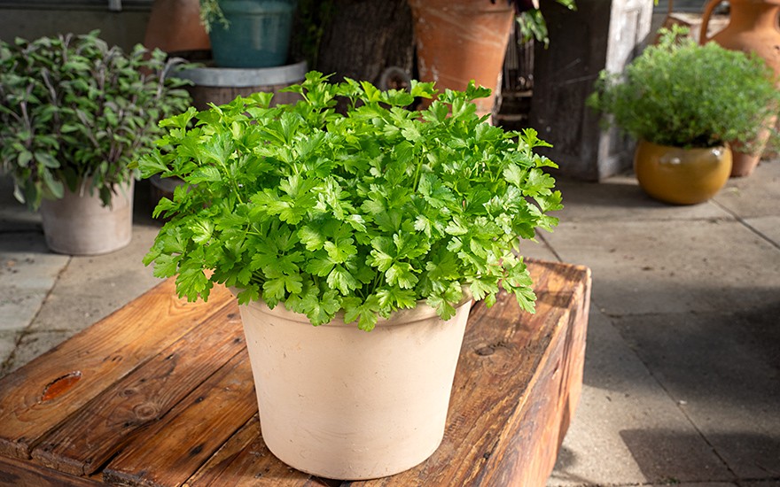 Italienische Petersilie (Saatgut)