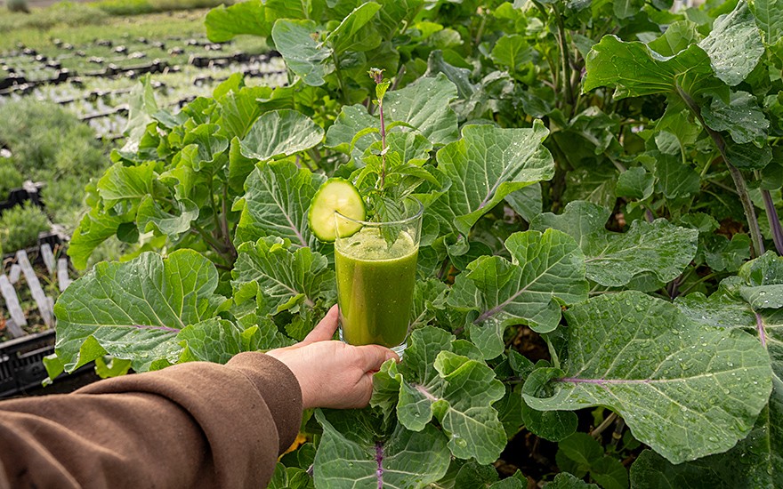 Ewiger Kohl 'Taunton Deane' (Pflanze)