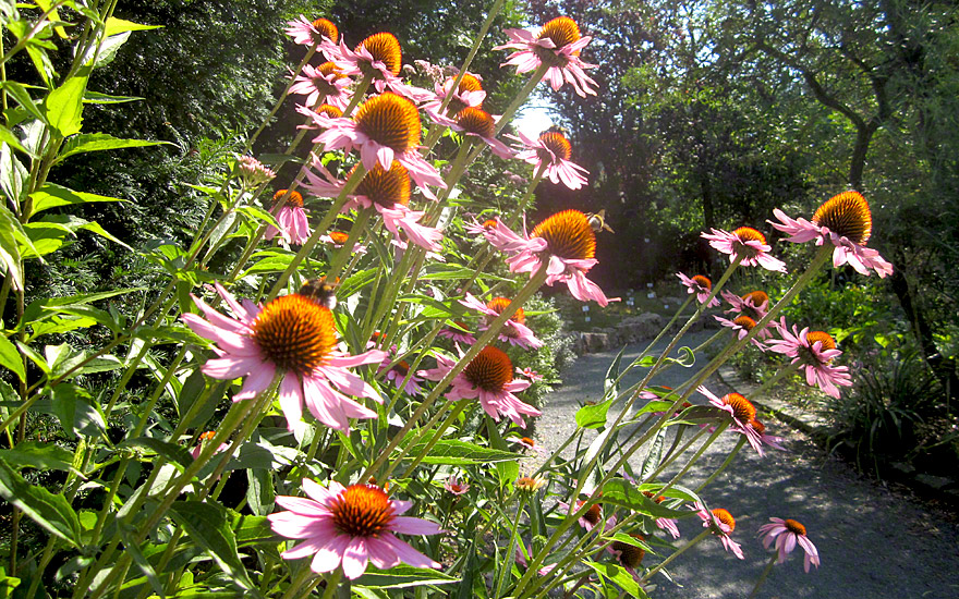 Echinacea (Saatgut)