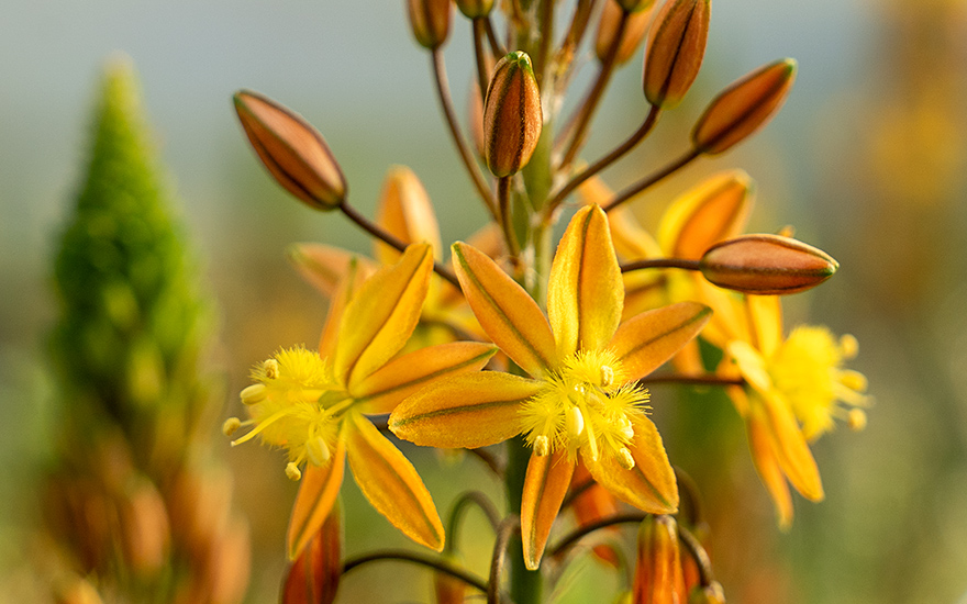 Bulbine, Katzenschwanzpflanze (Pflanze)