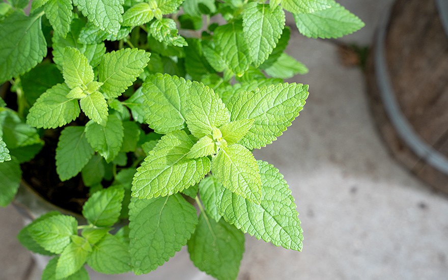 Äthiopisches Basilikum (Pflanze)