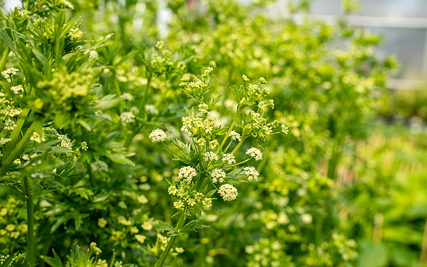 Wilde Sellerie (Saatgut)