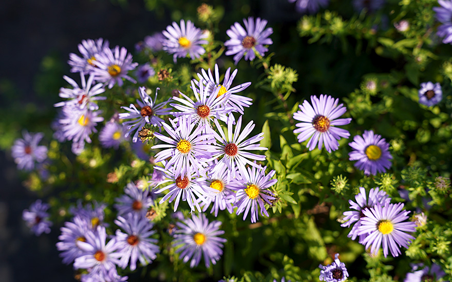 Aromatische Aster (Saatgut)