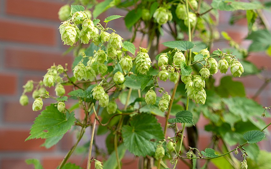 Bierhopfen 'Cascade' (Pflanze)