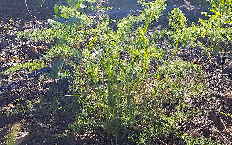 Sizilianischer Gewürzfenchel (Pflanze)