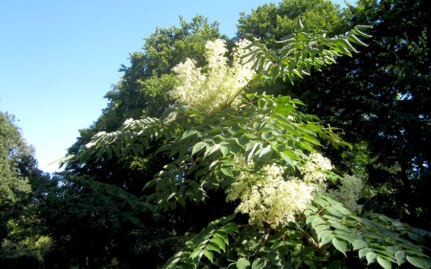 Japanischer Angelikabaum (Pflanze)