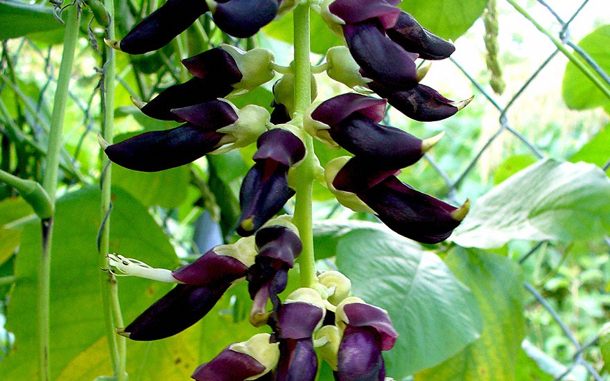 Mucuna (Saatgut)