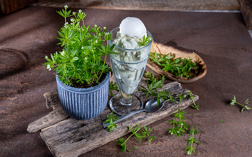 Waldmeister (Pflanze)