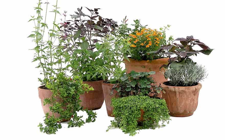 SORTIMENT 'Kräuter-Terrasse' - 12 ausgesuchte Sorten | Sortimente