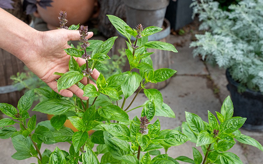 Strauchbasilikum 'Karpathos' (Pflanze)