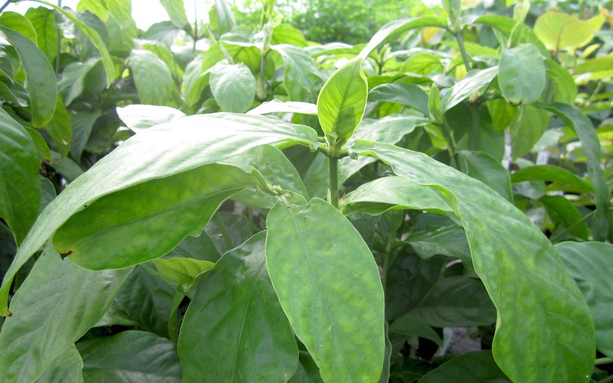Chacruna (Pflanze)