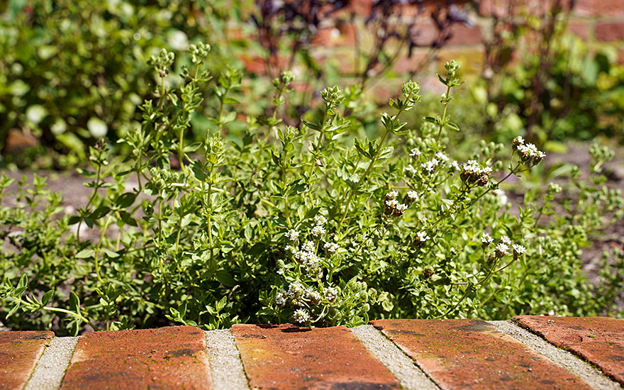 Türkischer Oregano (Pflanze)